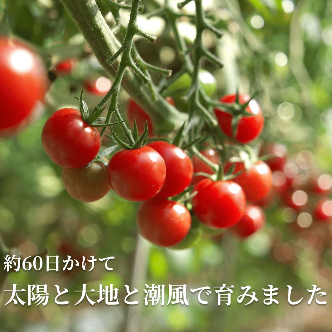 赤く実った美味しそうなミニトマト
