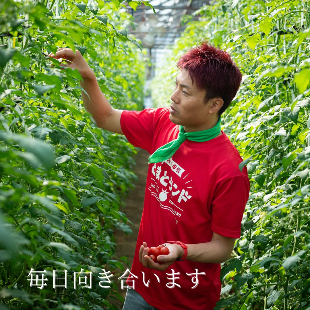 左手にミニトマトを持ってミニトマトの樹の様子を見る赤い服、赤髪の男性