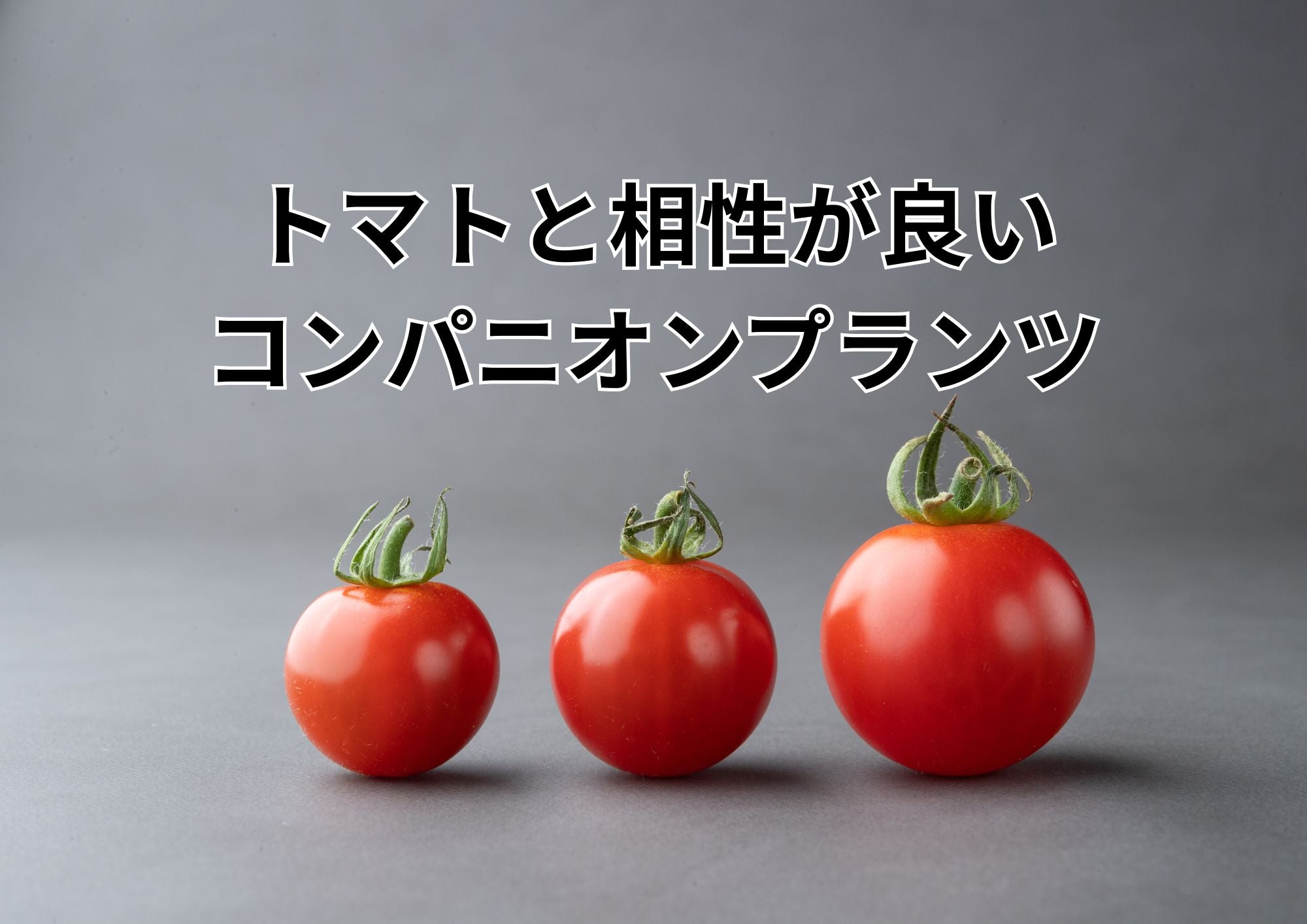 トマト栽培の成功率UP！プロが教える最強コンパニオンプランツ10選