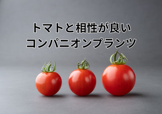 トマト栽培の成功率UP！プロが教える最強コンパニオンプランツ10選