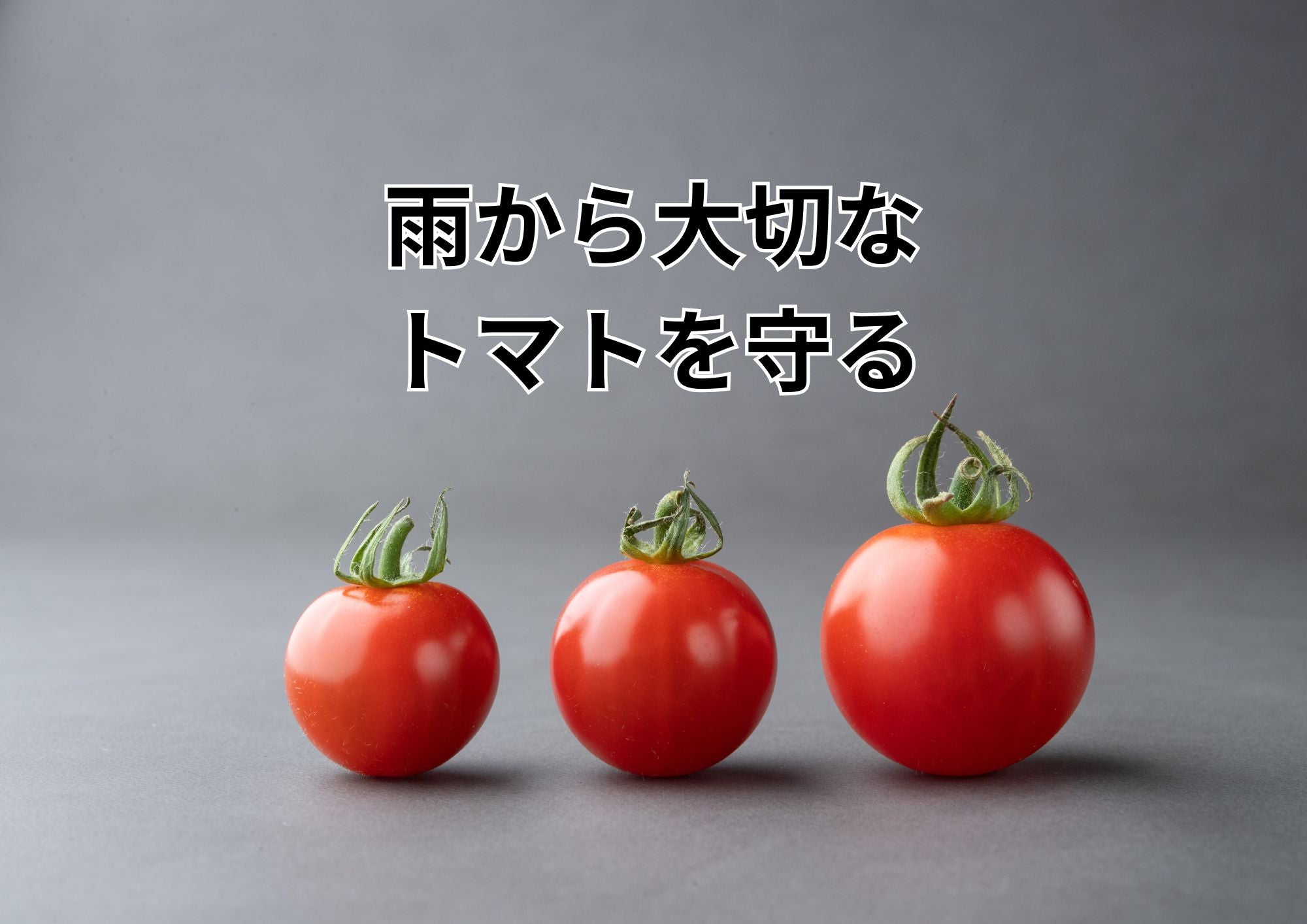トマト栽培の成功は「雨よけ」が鍵！初心者でもできる簡単なやり方と自作アイデア