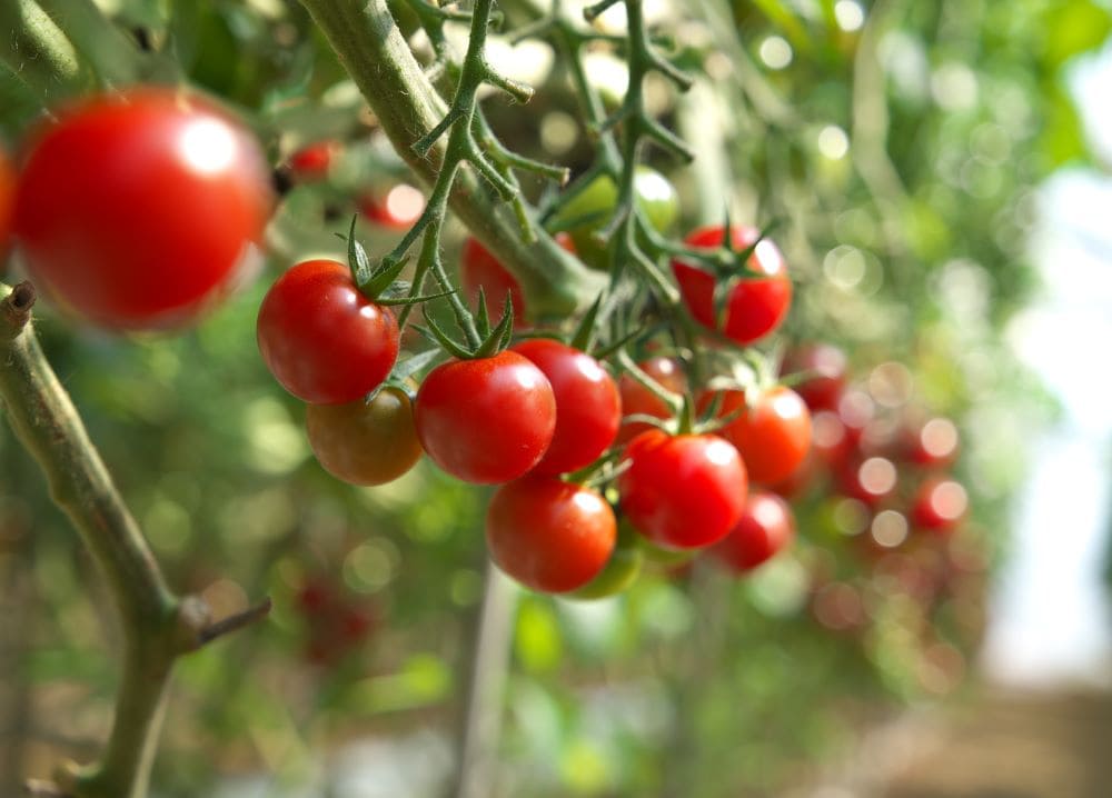 トマトは何科の植物？ 家庭菜園で役立つナス科の知識を徹底解説