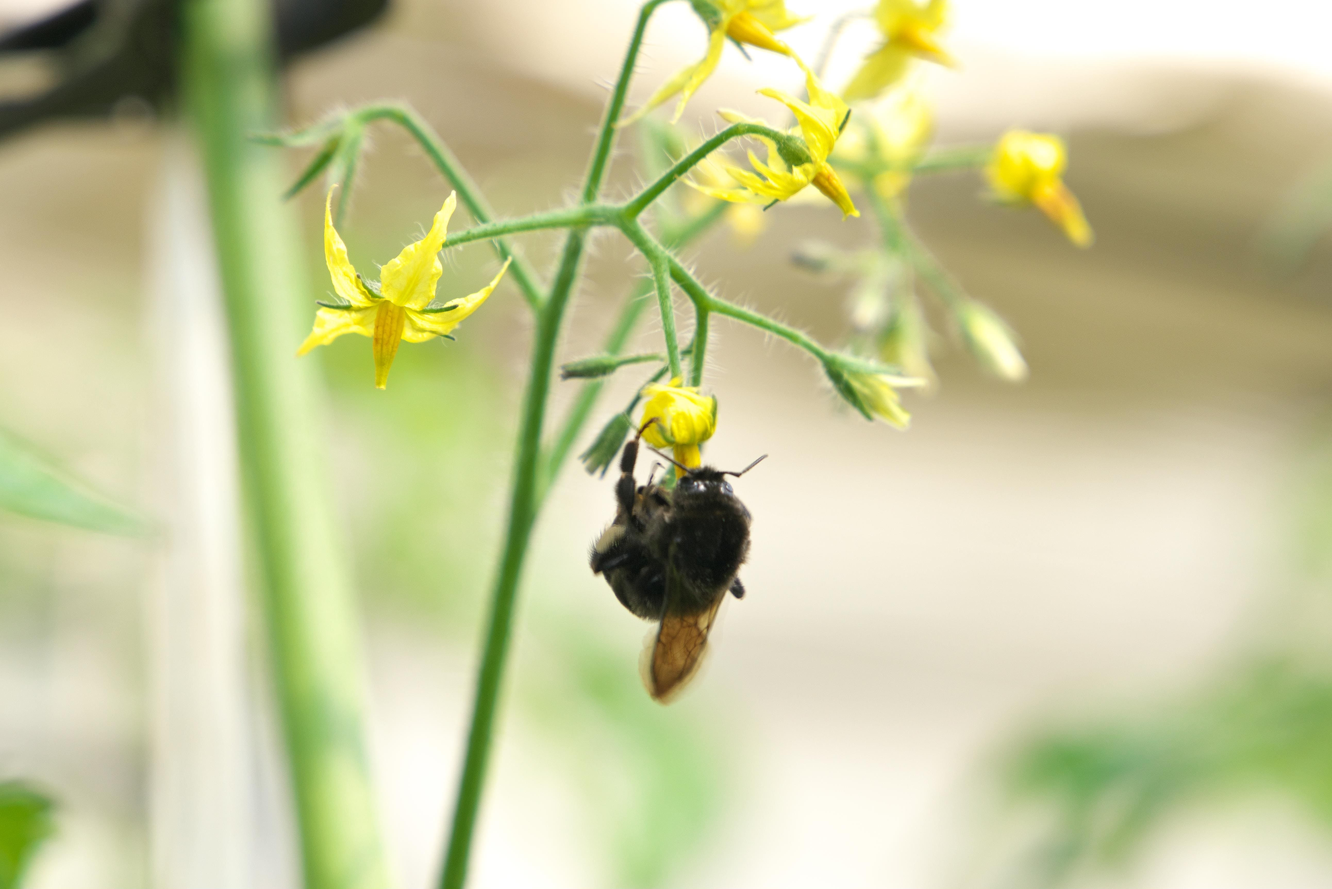 家庭菜園のトマトの花が咲かない・落ちる原因と実をつける育て方を徹底解説