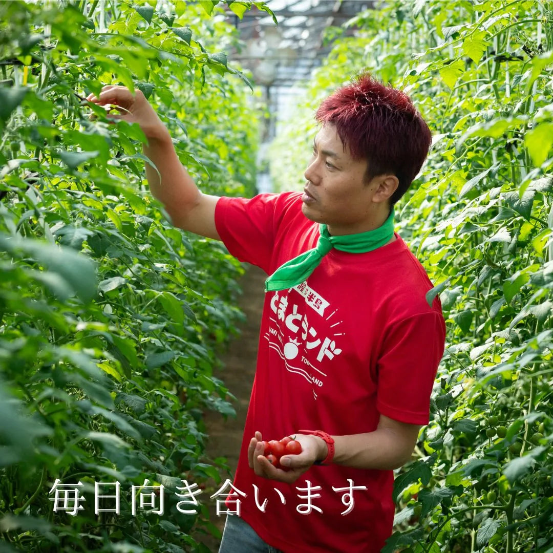 ハウス内でトマトの葉に手を伸ばす赤いTシャツ・緑バンダナの男性、「毎日向き合います」の文字入り写真