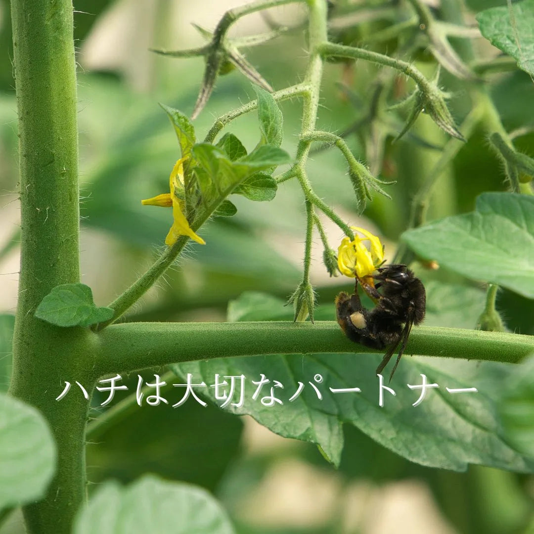 トマトの黄色い花にとまる黒い蜂のマクロ写真、「ハチは大切なパートナー」の文字入り