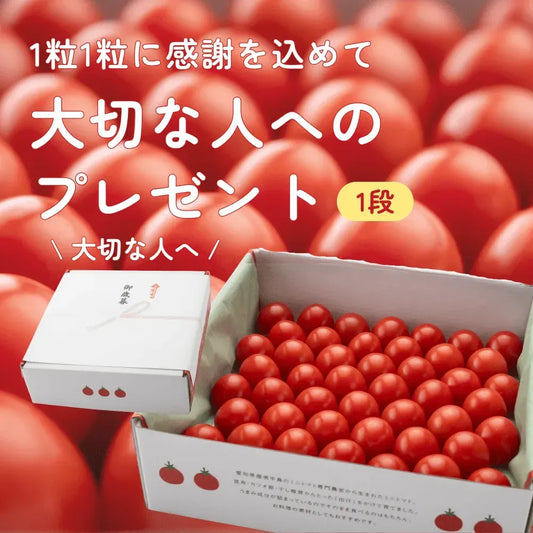 御歳暮 ミニトマトギフト｜赤い宝石箱・熨斗対応 愛知県田原市産【2026年12月発送】