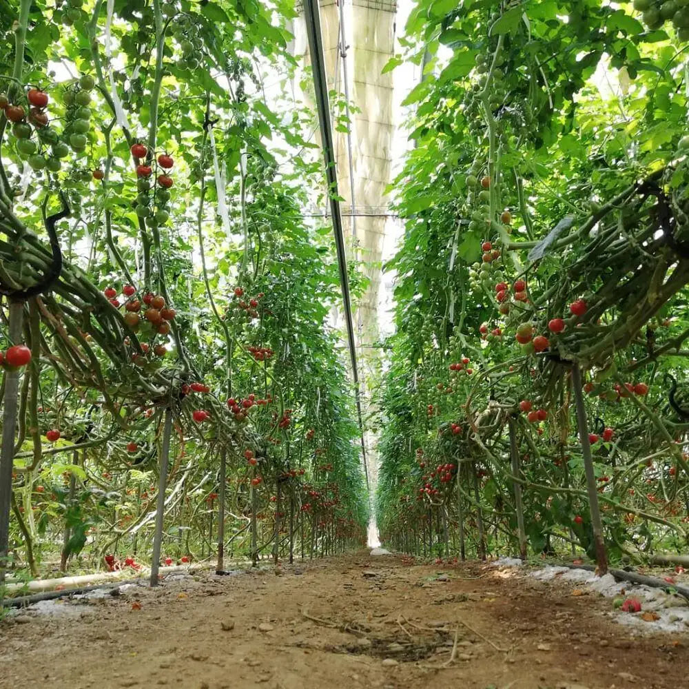 ビニールハウスの中、両側にミニトマトの木が並ぶ収穫前の通路