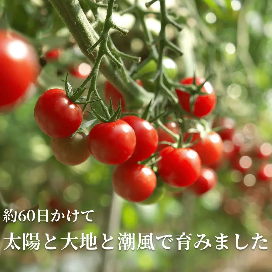 木になった赤いミニトマトのクローズアップ、約60日かけて太陽と大地と潮風で育てた様子